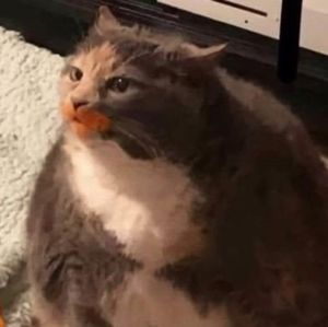 Meet your Posher, Joy